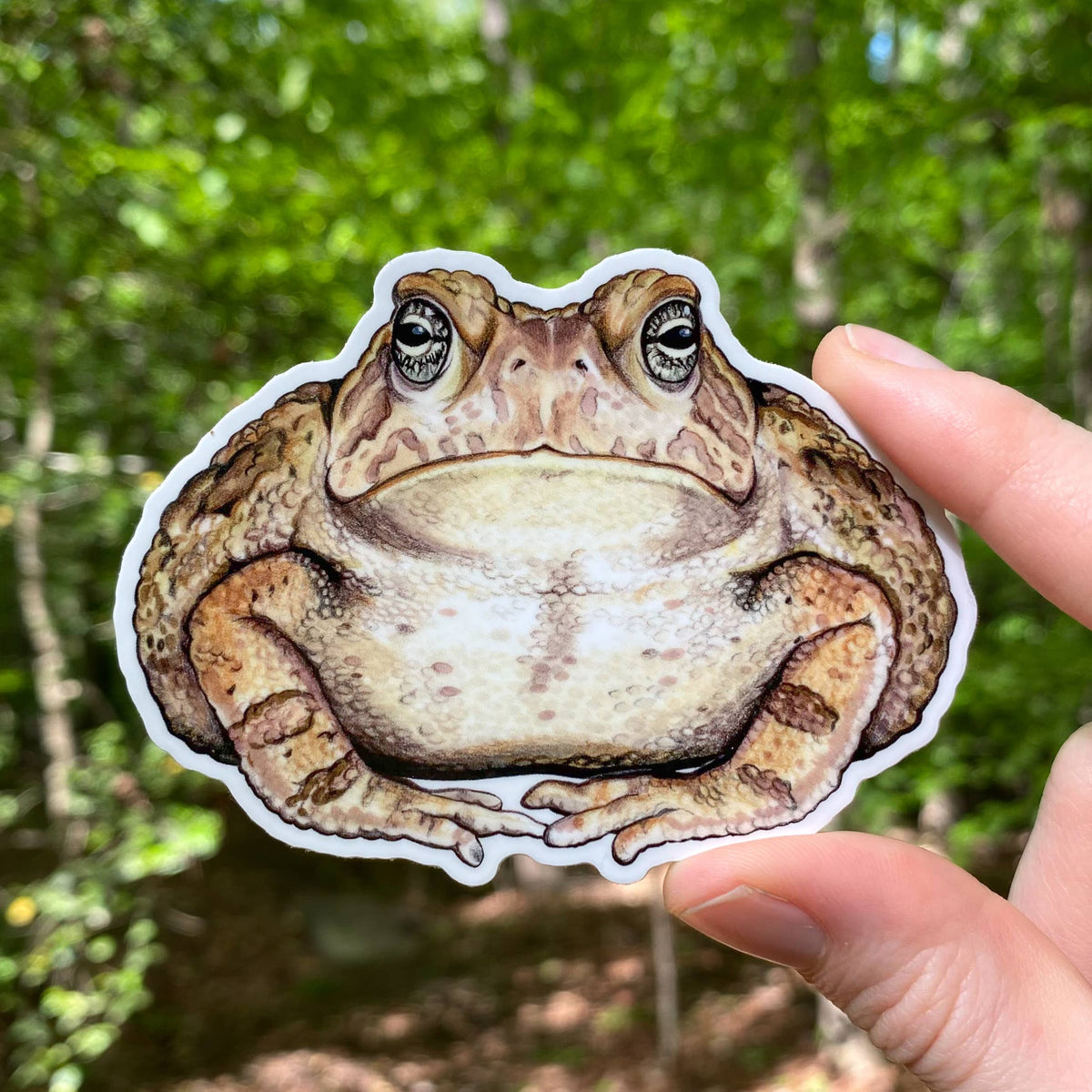 Fowler's Toad Weatherproof Vinyl Sticker | Madam Clutterbucket's ...