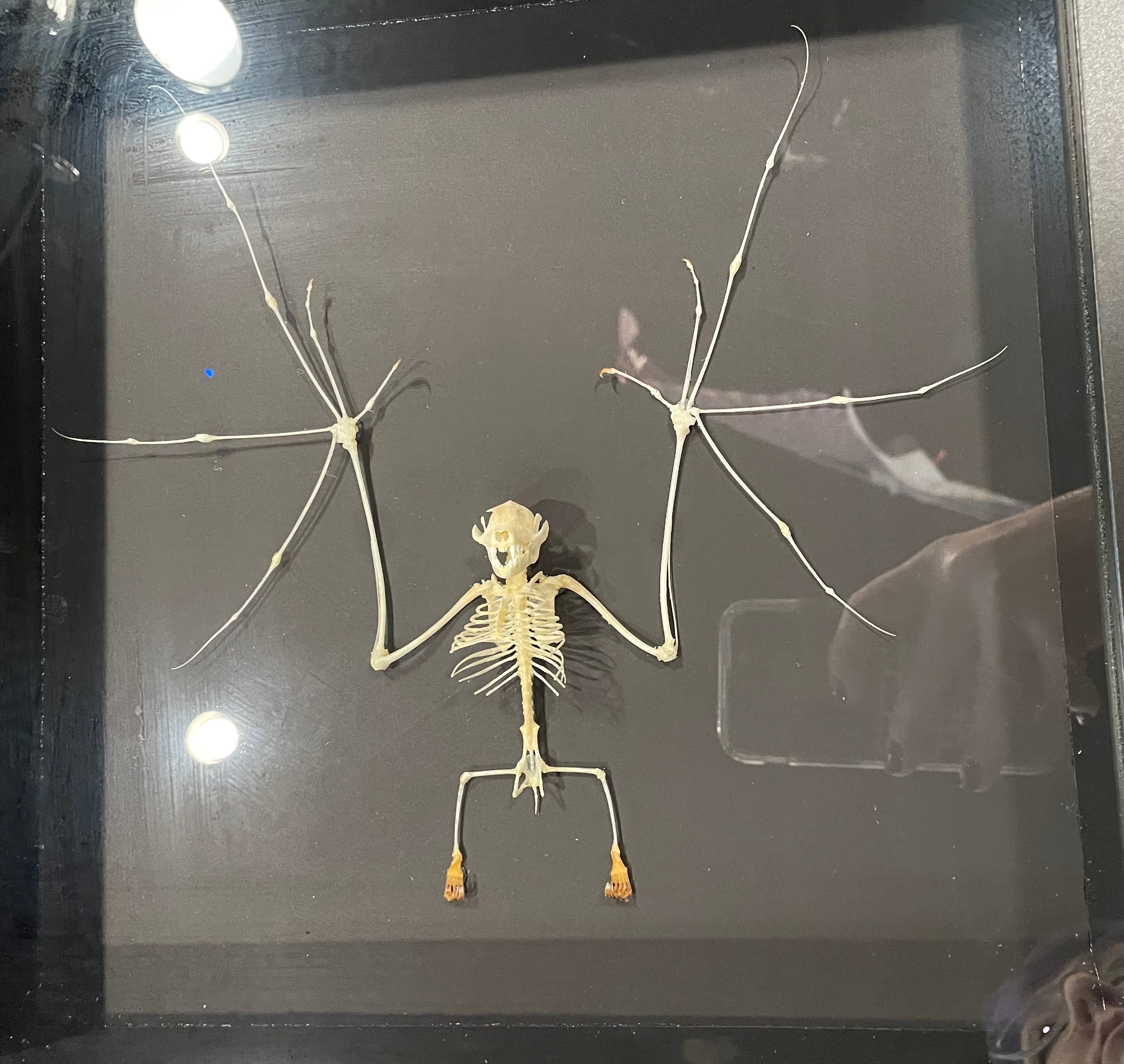 Asian Bat Skeleton in a Frame - Non-Cites Listed Species