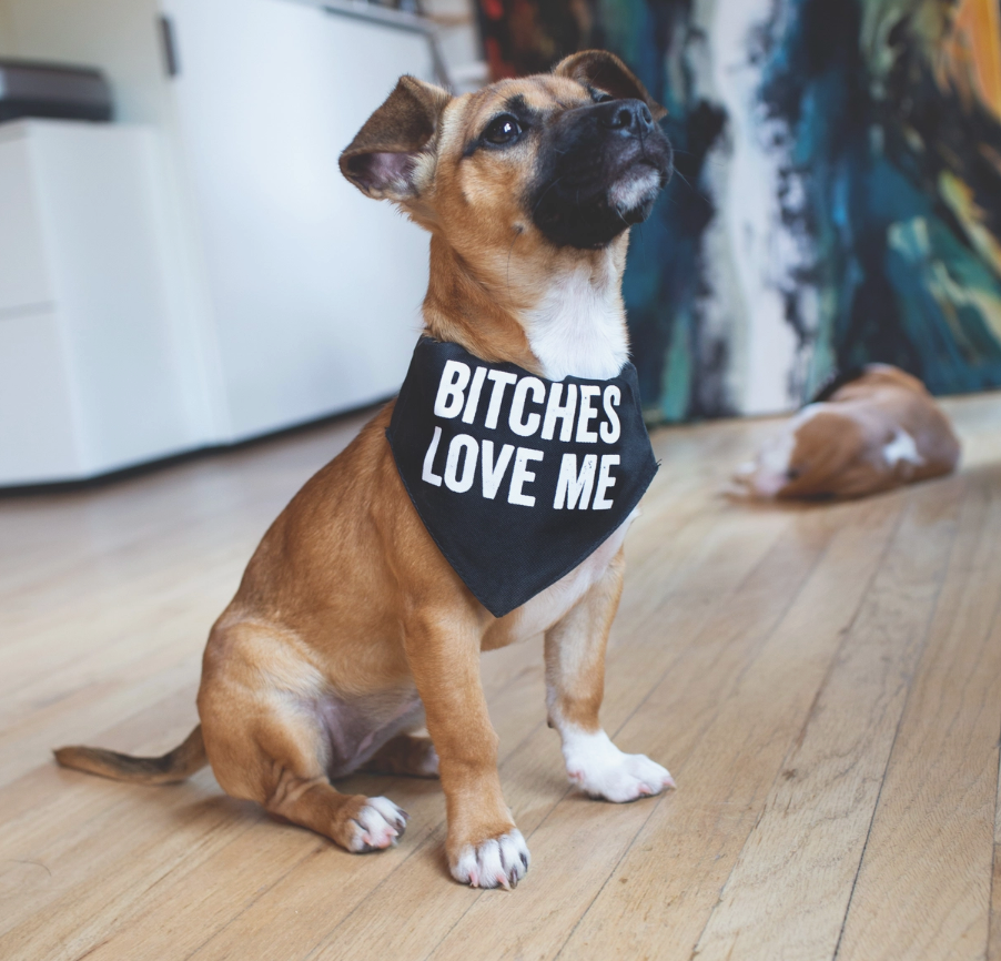 Bitches Love Me Pet Bandana/Collar